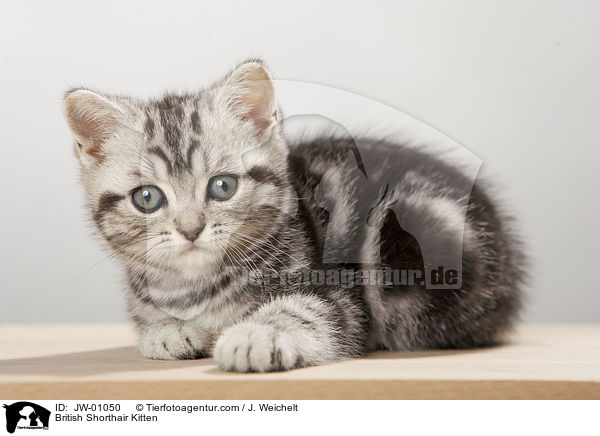 Britisch Kurzhaar Ktzchen / British Shorthair Kitten / JW-01050