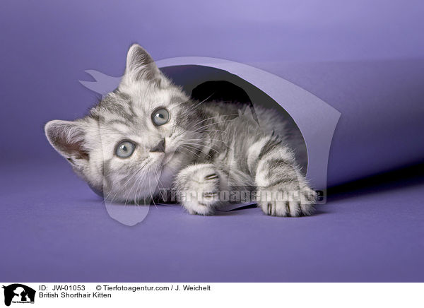 Britisch Kurzhaar Ktzchen / British Shorthair Kitten / JW-01053