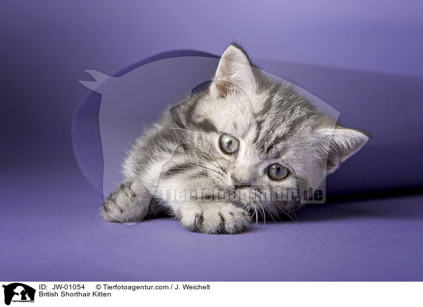 Britisch Kurzhaar Ktzchen / British Shorthair Kitten / JW-01054