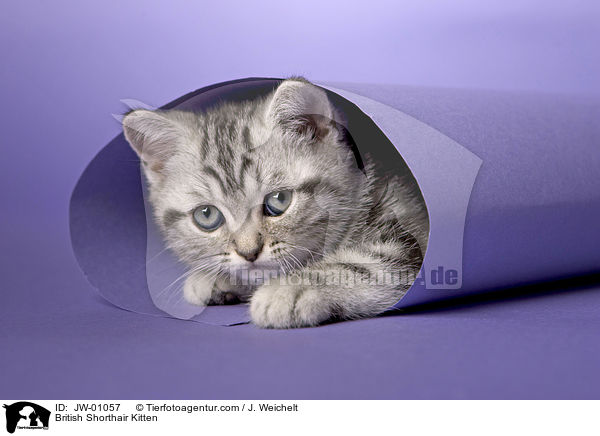 Britisch Kurzhaar Ktzchen / British Shorthair Kitten / JW-01057