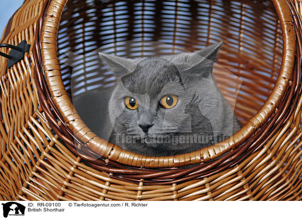 Britisch Kurzhaar / British Shorthair / RR-09100