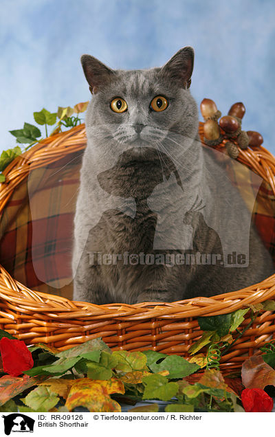 British Shorthair / RR-09126