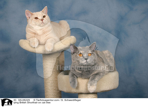 liegende Britisch Kurzhaar auf Kratzbaum / lying British Shorthair on cat tree / SS-06229