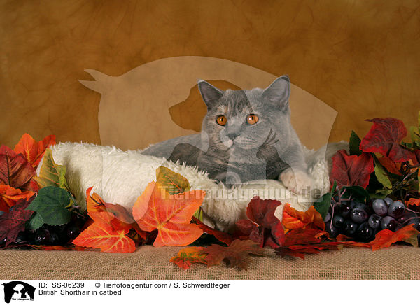 British Shorthair in catbed / SS-06239