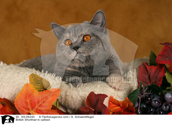 British Shorthair in catbed / SS-06240