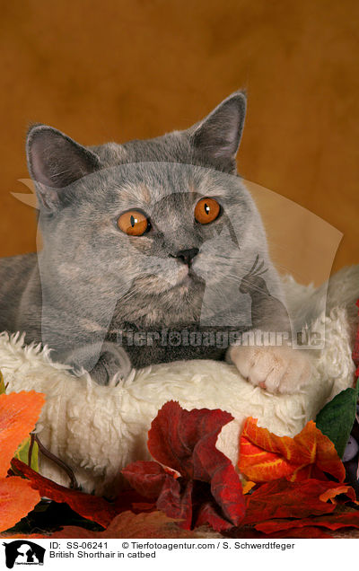 British Shorthair in catbed / SS-06241