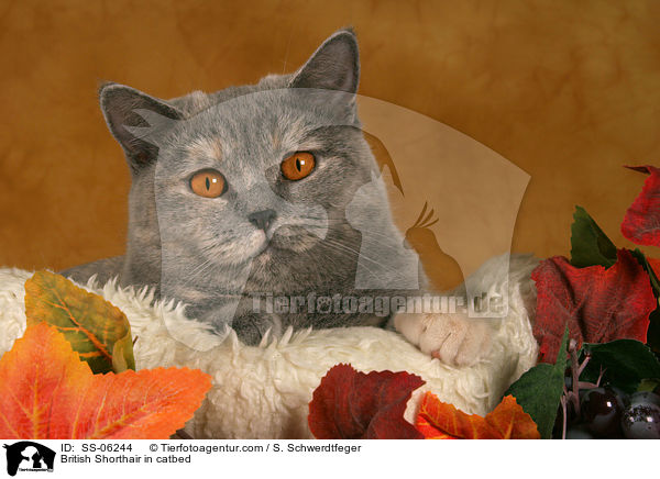 British Shorthair in catbed / SS-06244