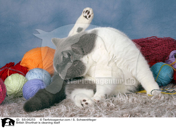 British Shorthair is cleaning itself / SS-06253