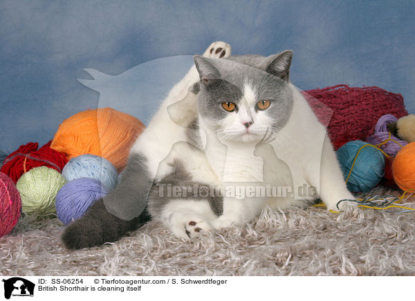 Britisch Kurzhaar putzt sich / British Shorthair is cleaning itself / SS-06254