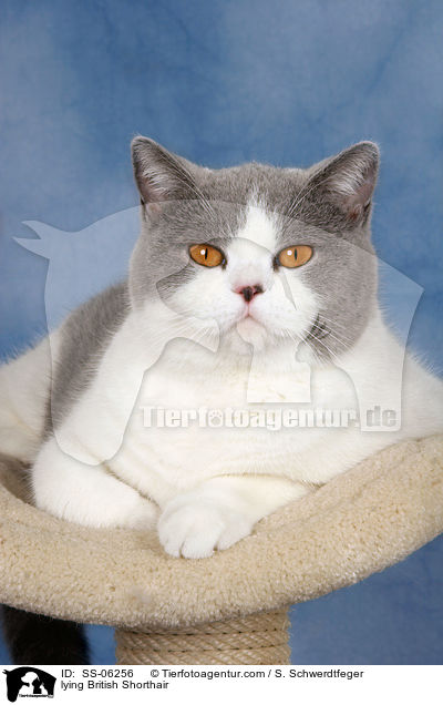 liegende Britisch Kurzhaar / lying British Shorthair / SS-06256