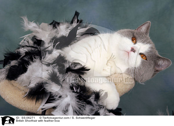 British Shorthair with feather boa / SS-06271