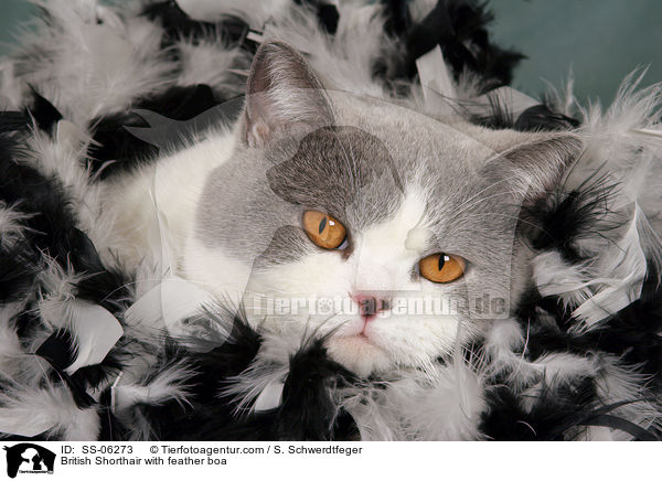 British Shorthair with feather boa / SS-06273