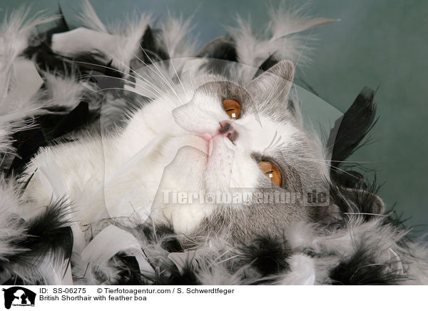 British Shorthair with feather boa / SS-06275