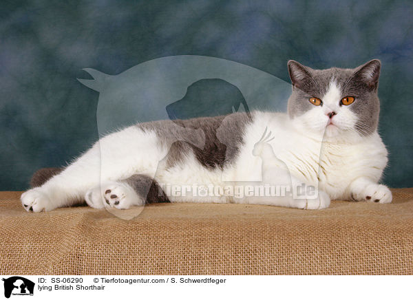 liegende Britisch Kurzhaar / lying British Shorthair / SS-06290