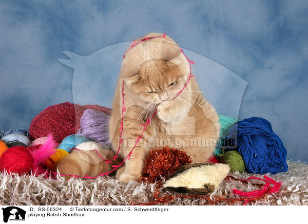 spielende Britisch Kurzhaar / playing British Shorthair / SS-06324