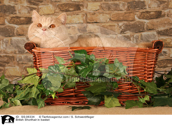 Britisch Kurzhaar in Krbchen / British Shorthair in basket / SS-06334