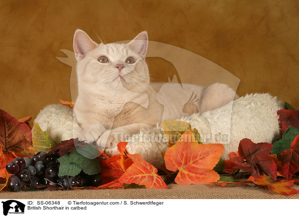 British Shorthair in catbed / SS-06348