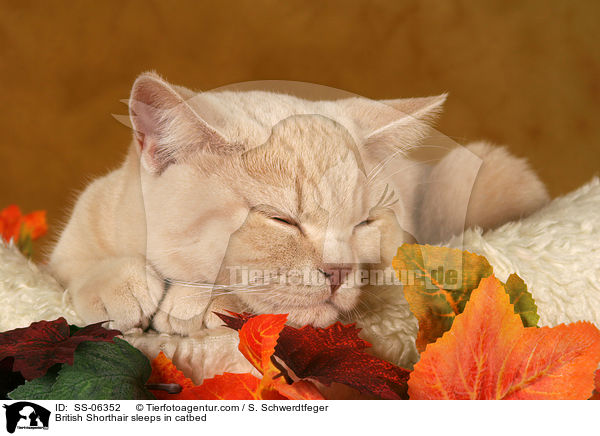 British Shorthair sleeps in catbed / SS-06352