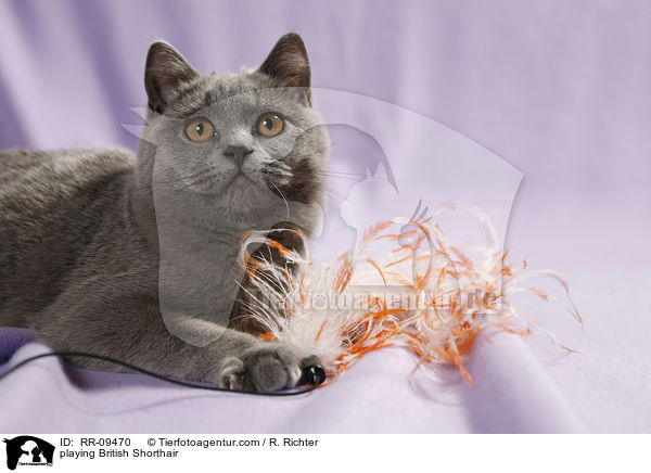 spielende Britisch Kurzhaar / playing British Shorthair / RR-09470