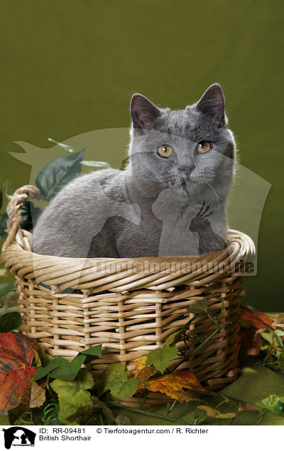 British Shorthair / RR-09481