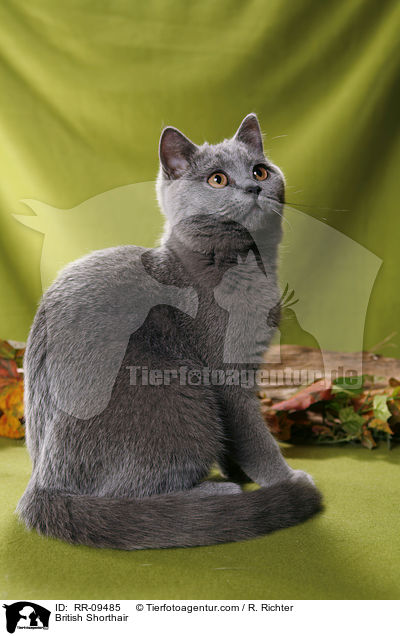 British Shorthair / RR-09485