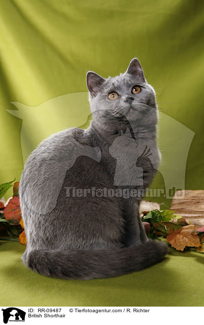 British Shorthair / RR-09487