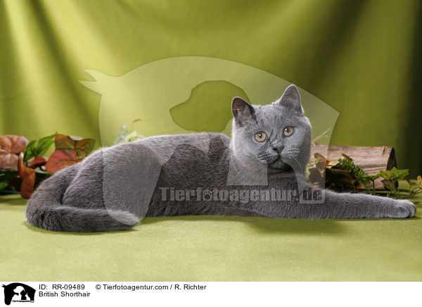 British Shorthair / RR-09489