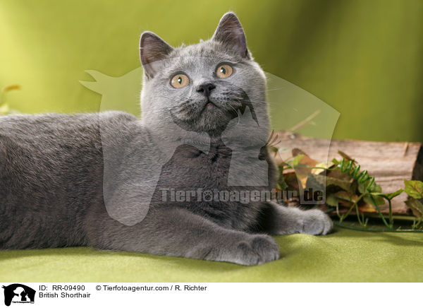 British Shorthair / RR-09490