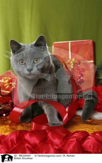 British Shorthair / RR-09497