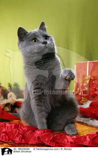 Britisch Kurzhaar / British Shorthair / RR-09499