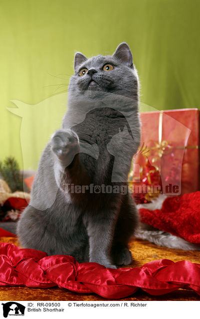 Britisch Kurzhaar / British Shorthair / RR-09500