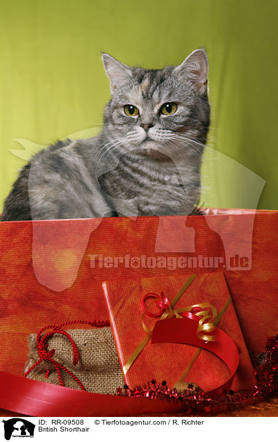 Britisch Kurzhaar / British Shorthair / RR-09508