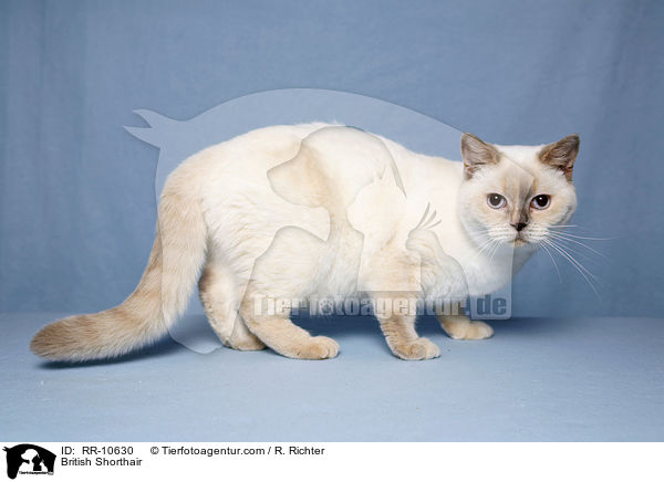 Britisch Kurzhaar / British Shorthair / RR-10630