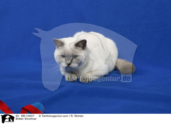 Britisch Kurzhaar / British Shorthair / RR-10647