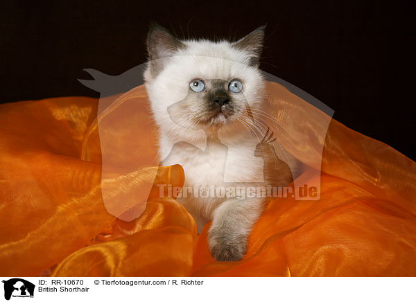 Britisch Kurzhaar / British Shorthair / RR-10670