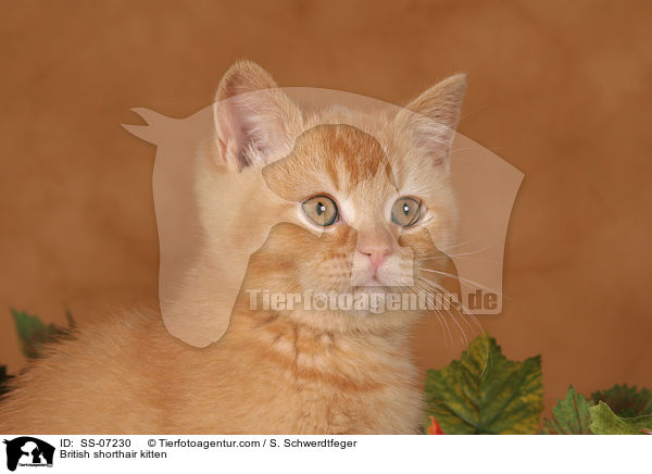 Britisch Kurzhaar Ktzchen / British shorthair kitten / SS-07230