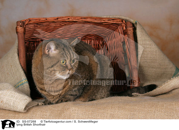 liegende Britisch Kurzhaar / lying British Shorthair / SS-07268