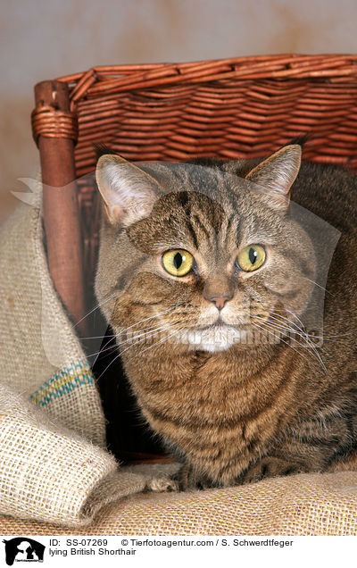 liegende Britisch Kurzhaar / lying British Shorthair / SS-07269