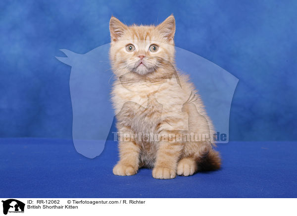 Britisch Kurzhaar Ktzchen / British Shorthair Kitten / RR-12062