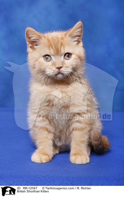 Britisch Kurzhaar Ktzchen / British Shorthair Kitten / RR-12067