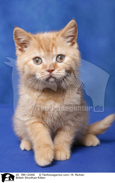 Britisch Kurzhaar Ktzchen / British Shorthair Kitten / RR-12068