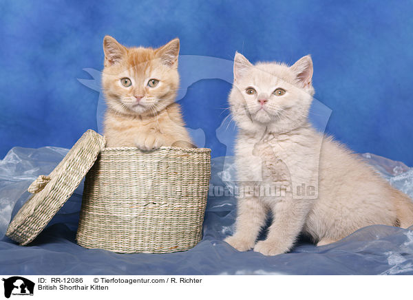 Britisch Kurzhaar Ktzchen / British Shorthair Kitten / RR-12086