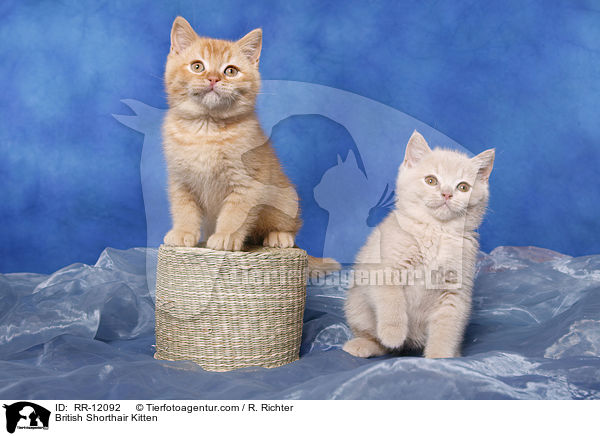 Britisch Kurzhaar Ktzchen / British Shorthair Kitten / RR-12092