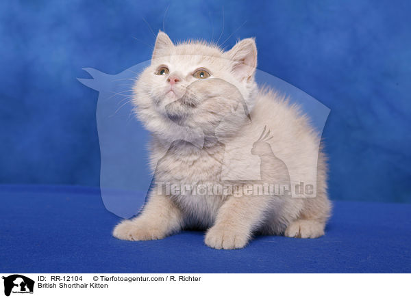 Britisch Kurzhaar Ktzchen / British Shorthair Kitten / RR-12104