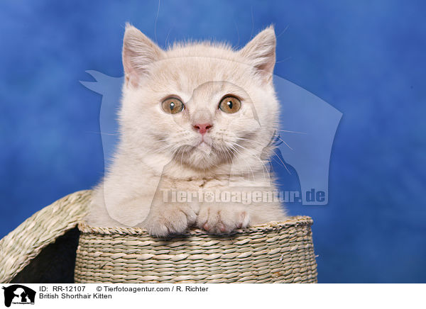 Britisch Kurzhaar Ktzchen / British Shorthair Kitten / RR-12107