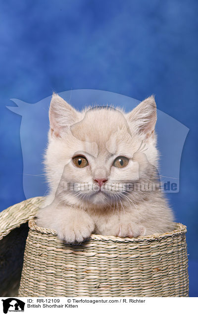 Britisch Kurzhaar Ktzchen / British Shorthair Kitten / RR-12109