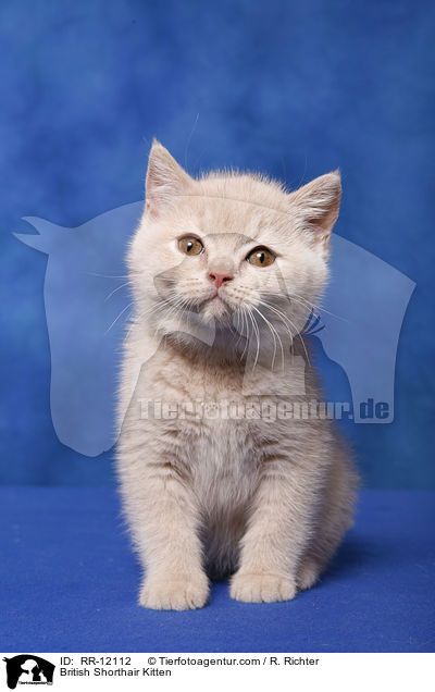 Britisch Kurzhaar Ktzchen / British Shorthair Kitten / RR-12112