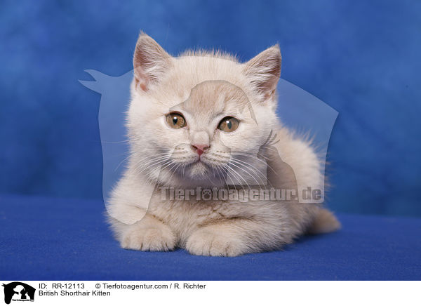 Britisch Kurzhaar Ktzchen / British Shorthair Kitten / RR-12113