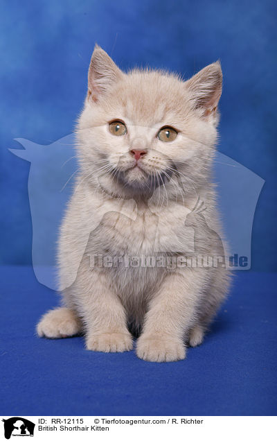 Britisch Kurzhaar Ktzchen / British Shorthair Kitten / RR-12115