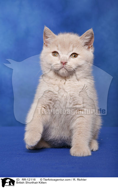 Britisch Kurzhaar Ktzchen / British Shorthair Kitten / RR-12116